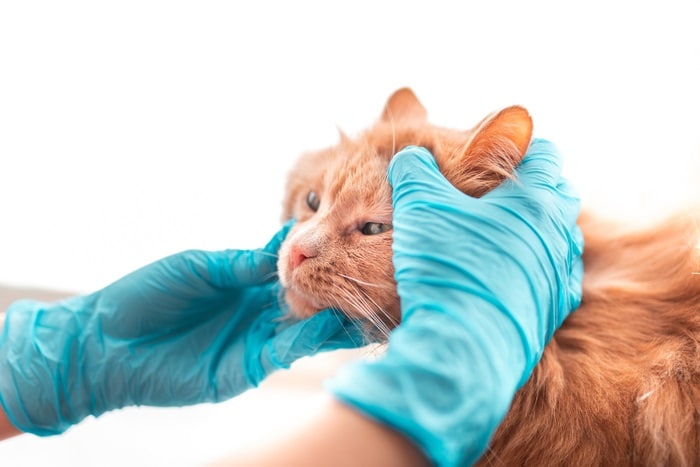 CAT WITH Anemia