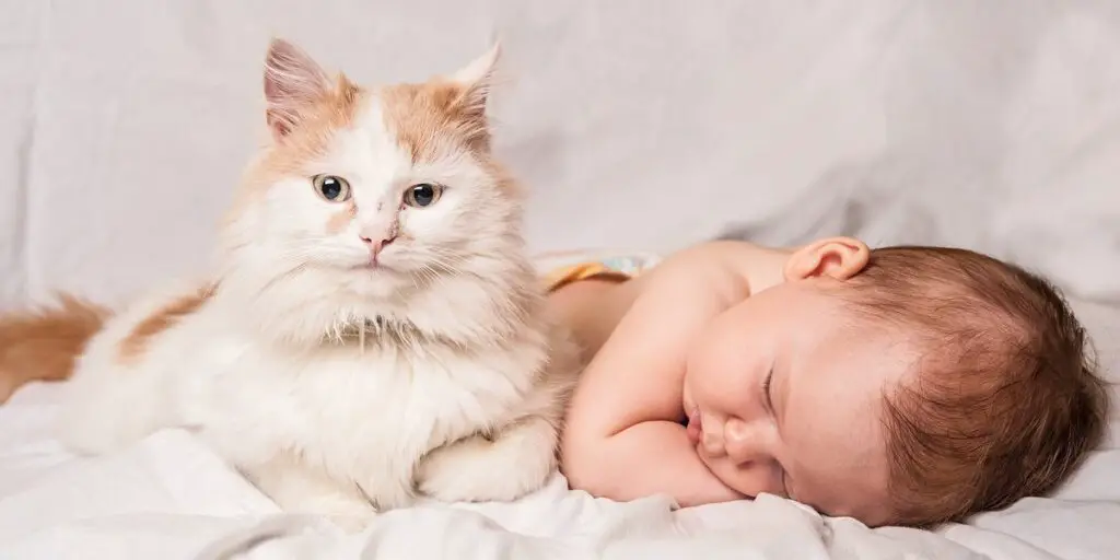Cats And Babies
