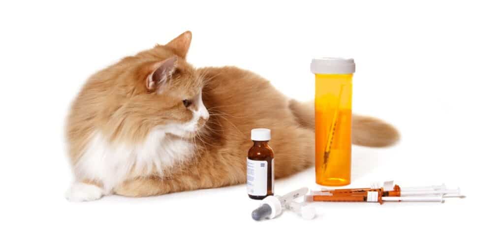 Drug Poisoning In Cats