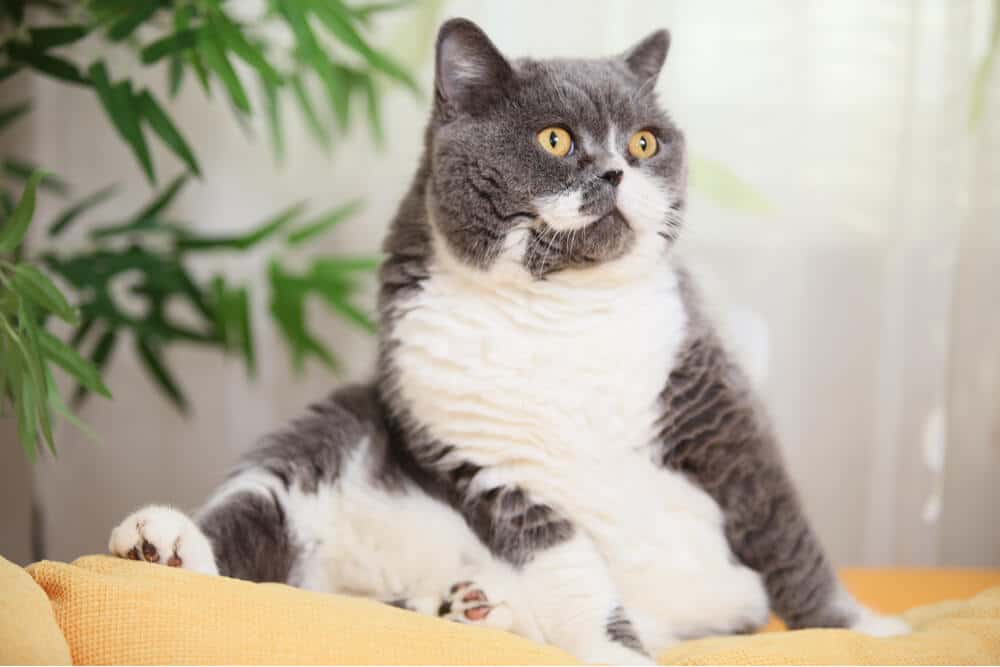Fatty Liver Disease in Cats