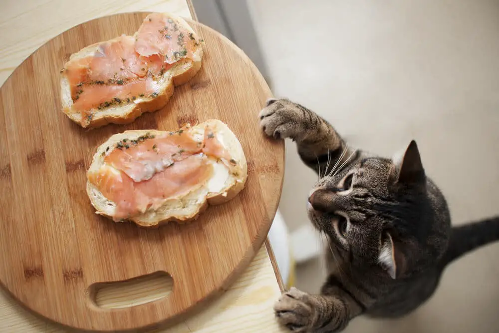 Foods Poisonous to Cats Smoked Salmon
