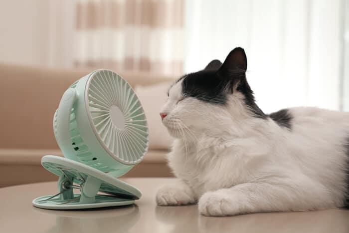 How to Keep Cats Cool 4