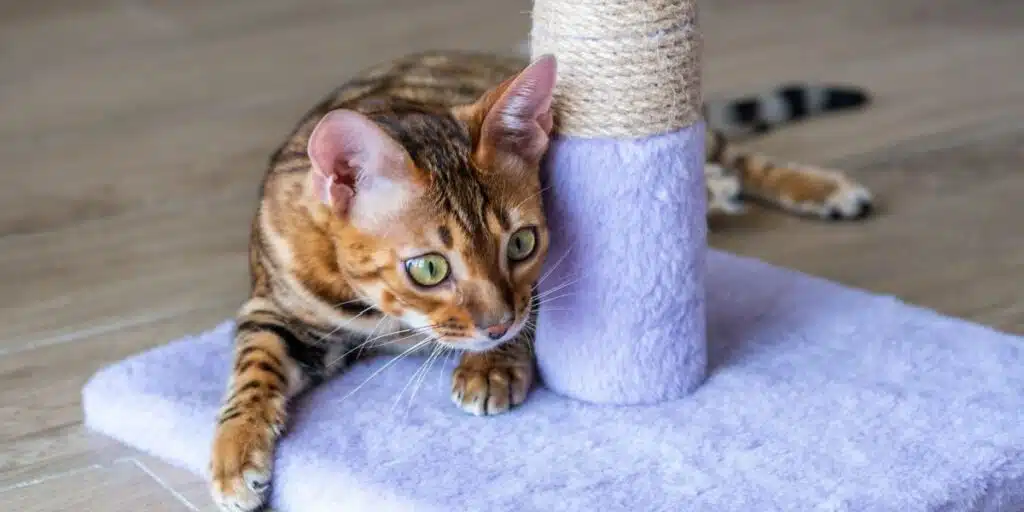 bengal cat scratching post compressed