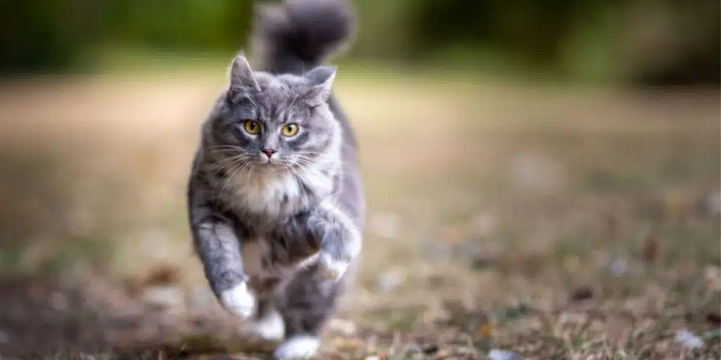 blue tabby running compressed