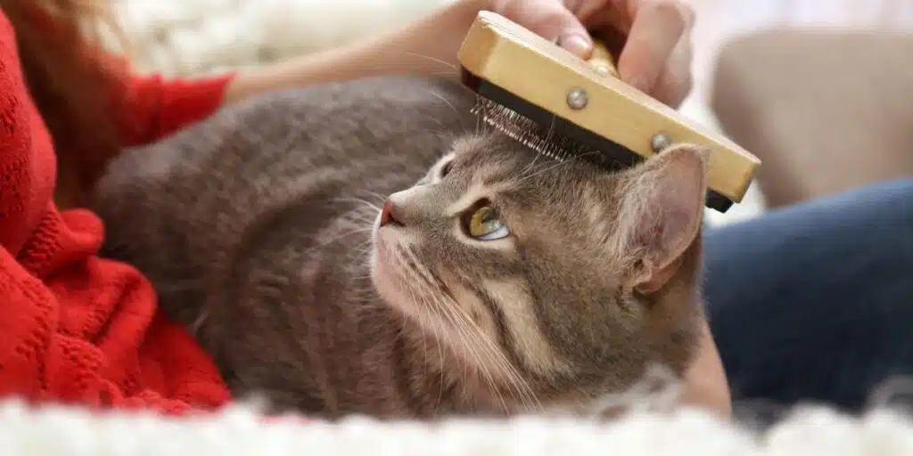 brushing cat hair compressed
