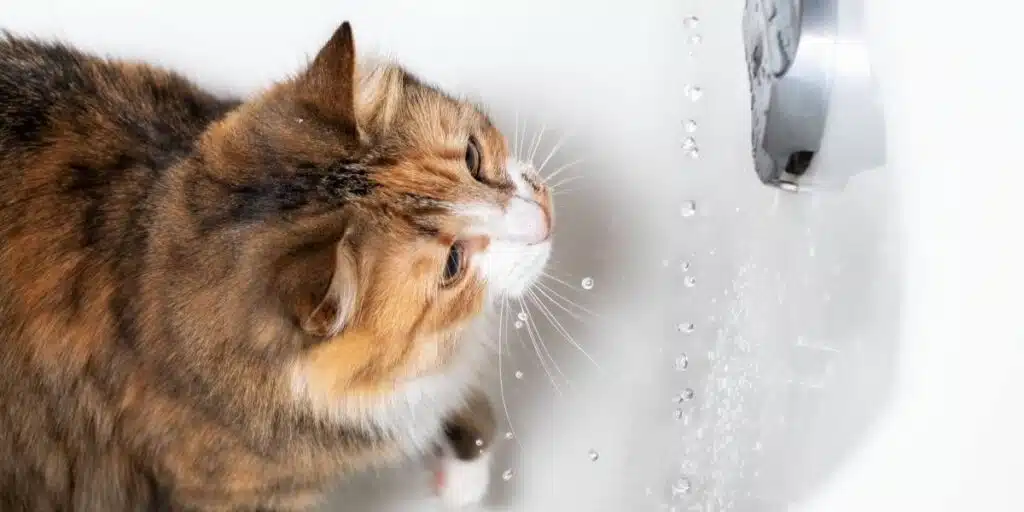 cat and bathtub compressed