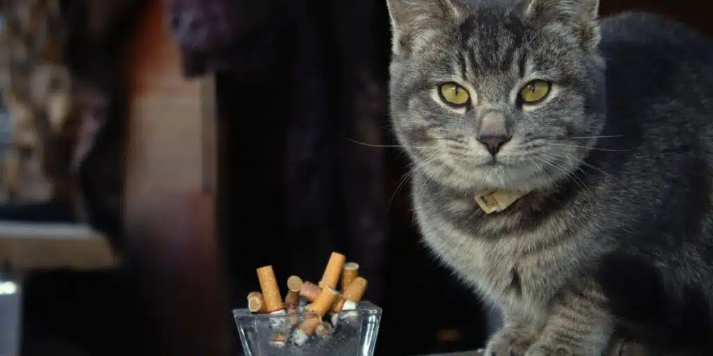cat and cigarette compressed
