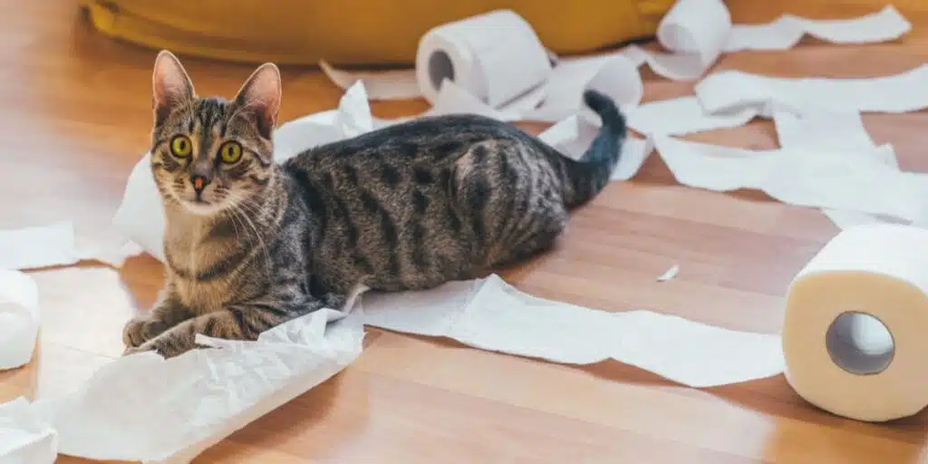 cat and toilet paper compressed