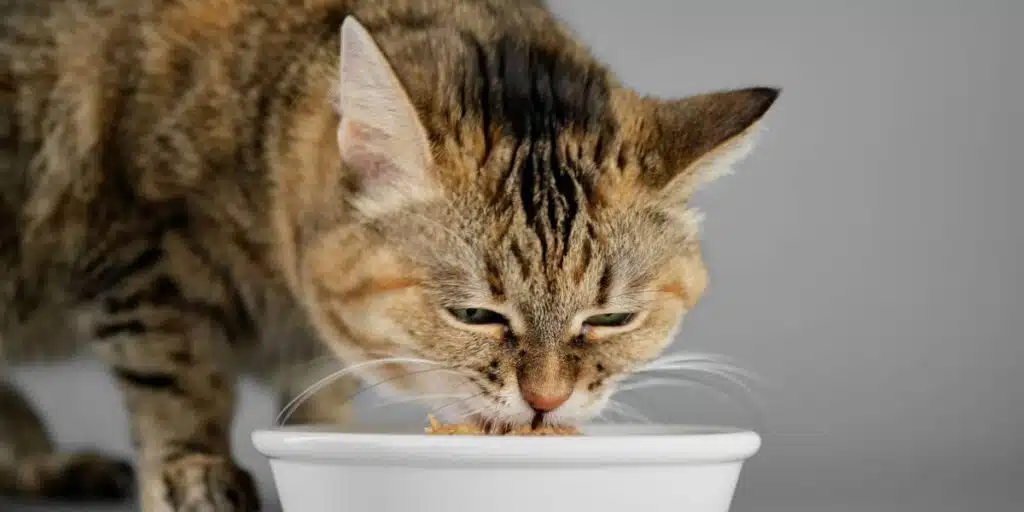 cat eating wet food compressed