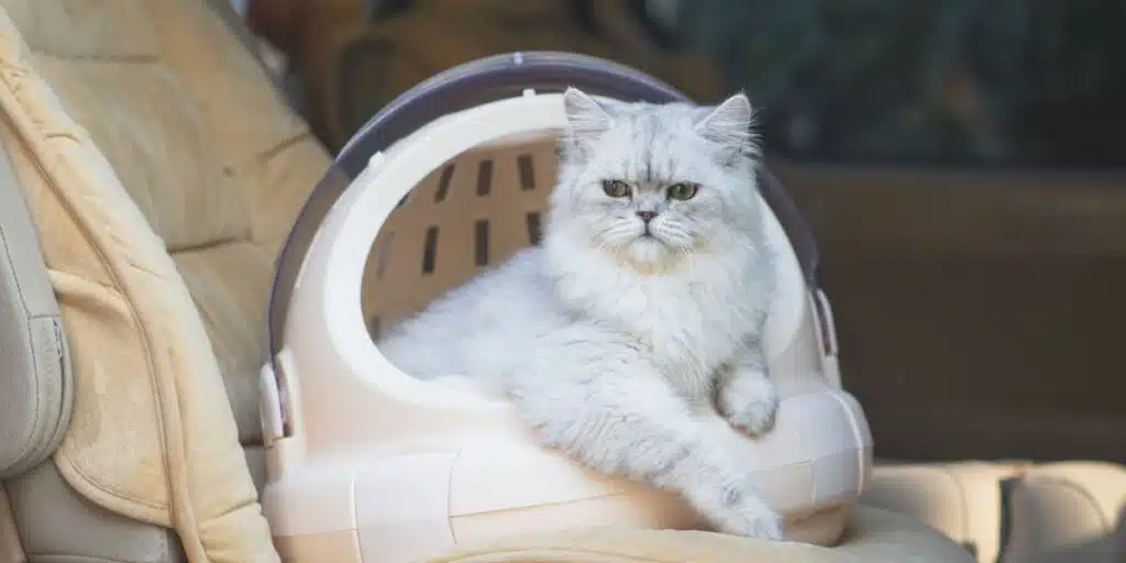cat in car compressed