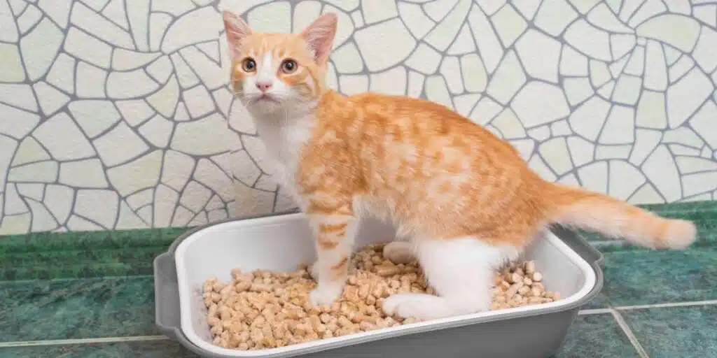 cat in litter box compressed