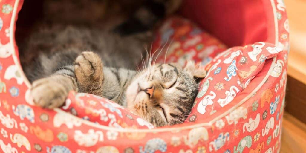 cat sleeping in cat bed compressed