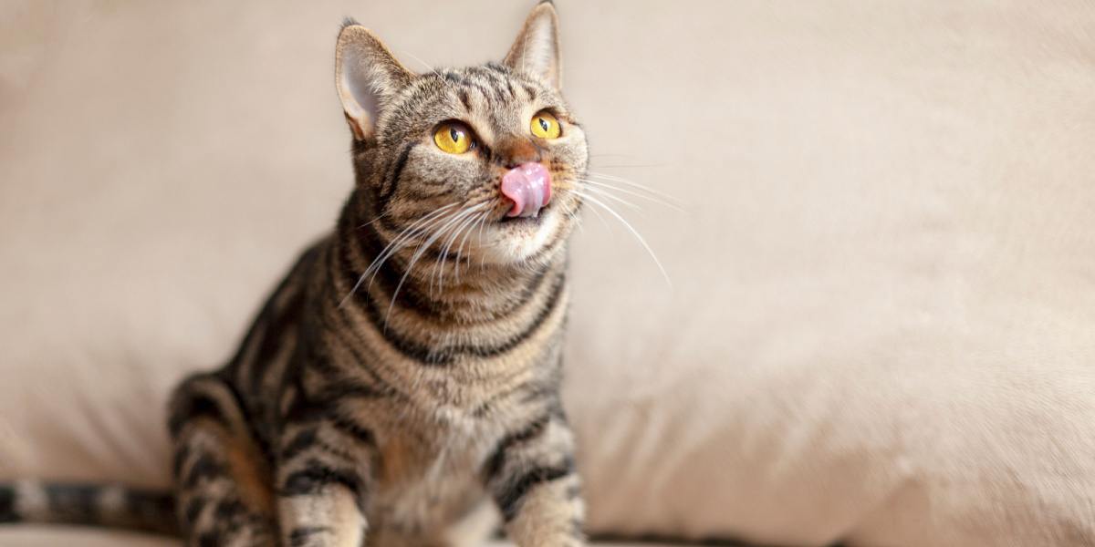 Pourquoi Mon Chat Tiretil Parfois La Langue ? Pet Yolo
