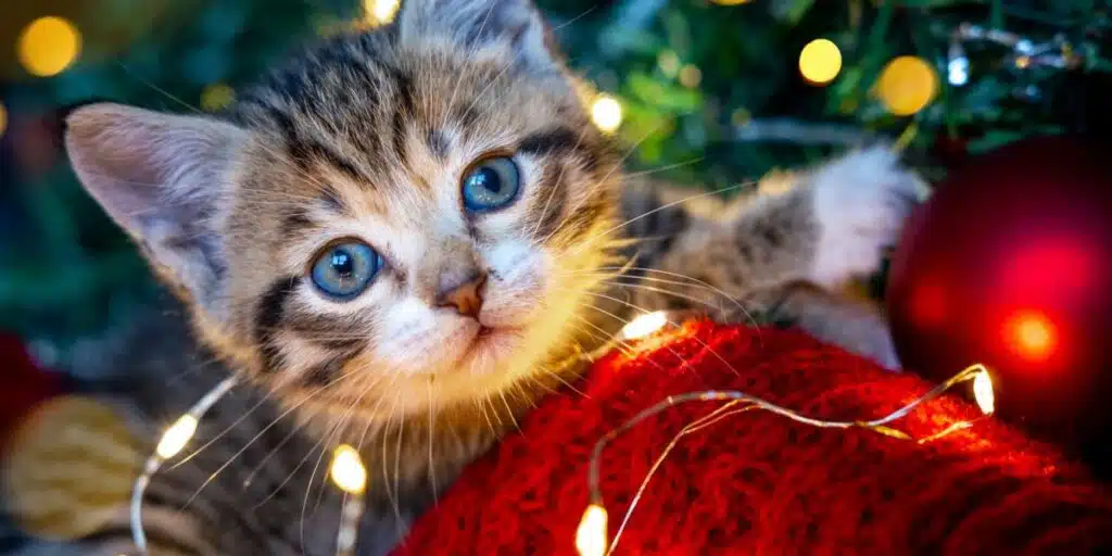 kitten and christmas compressed