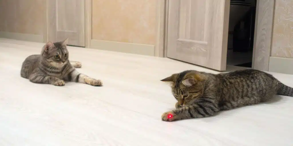 laser toy in cats compressed