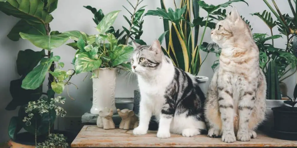 two cats plants table compressed