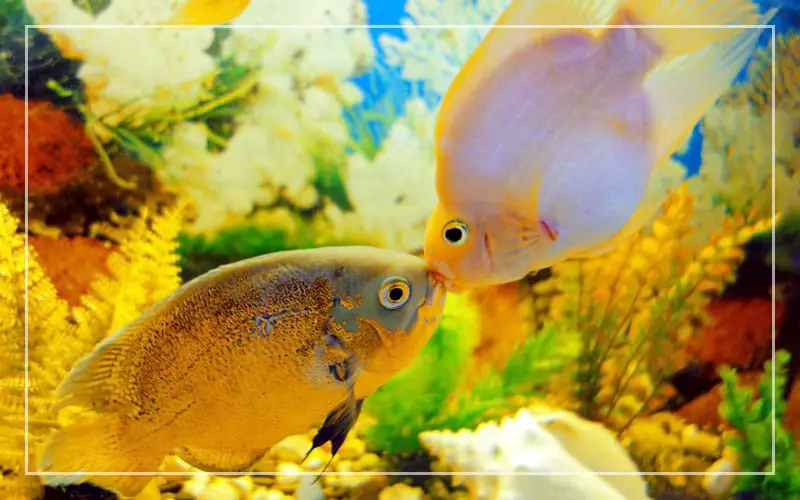 blood parrot cichlid oscar fish live together