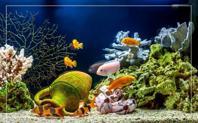 colorful freshwater aquarium fish