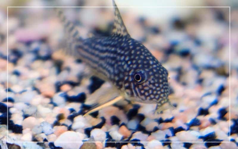 corydoras like strong water current