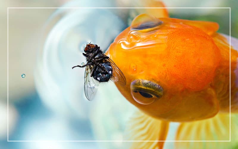 goldfish eat insects bugs