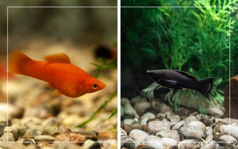 molly fish vs swordtail fish