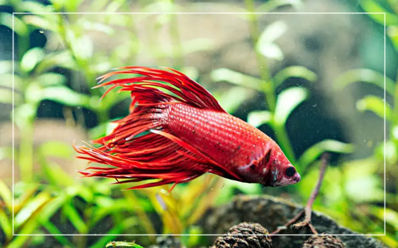 best aquarium plants betta fish