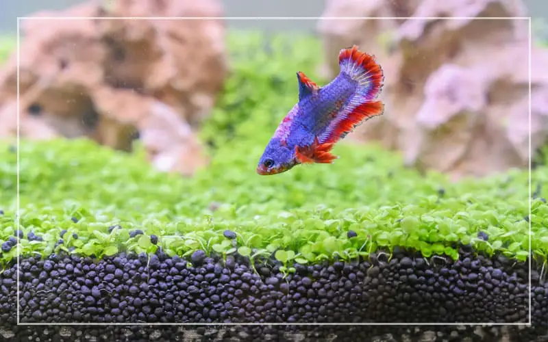 best aquarium substrate planted betta fish tank