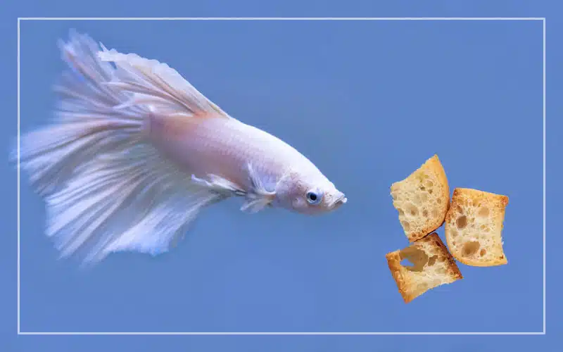 betta fish eat bread