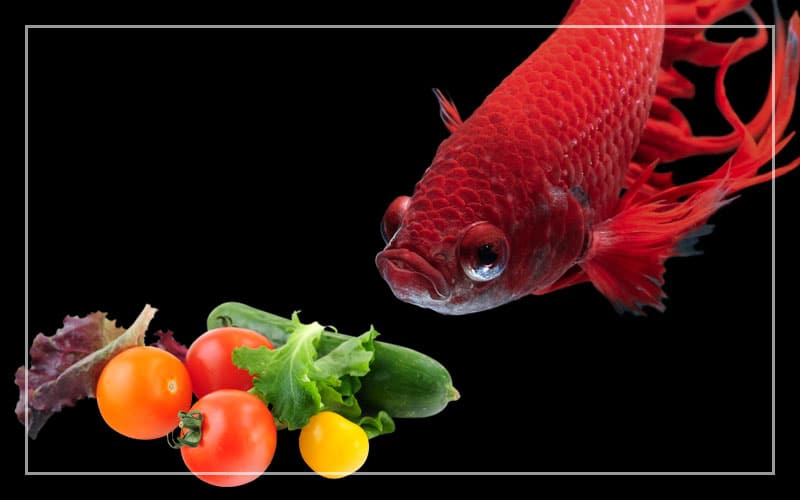 betta fish eat vegetables