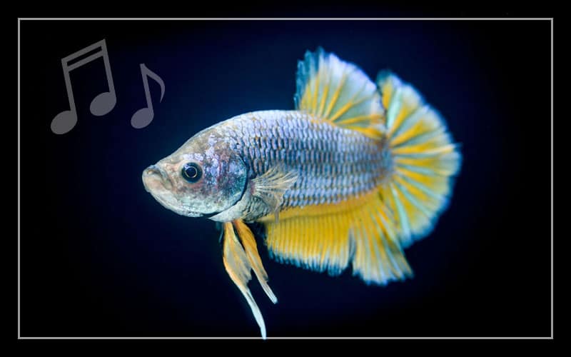 betta fish like listening music