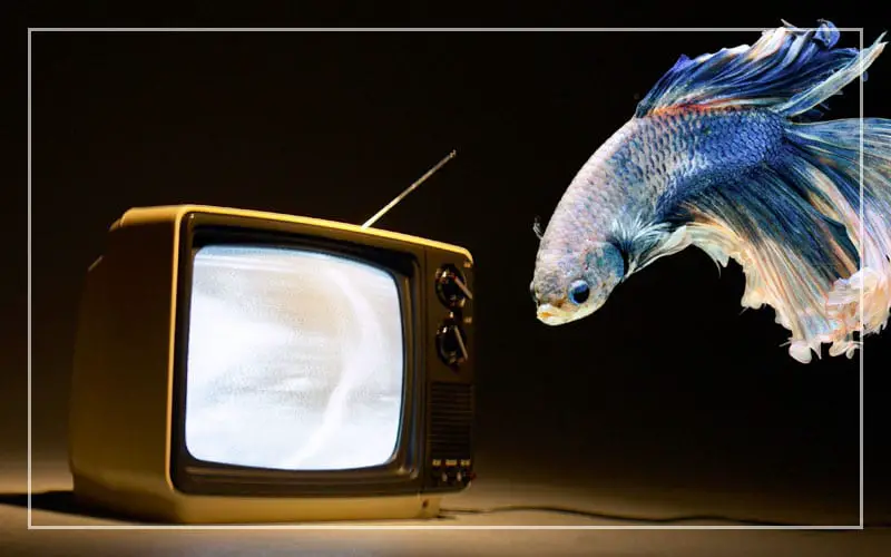 betta fish like watching tv