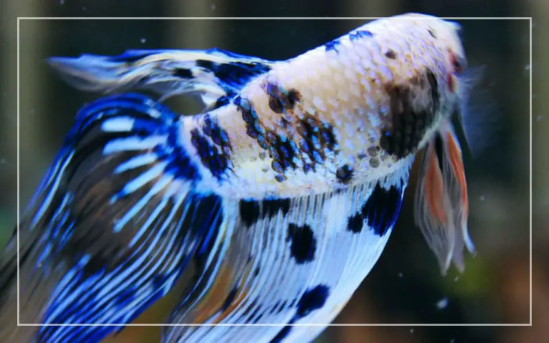 betta fish tumor causes treatments