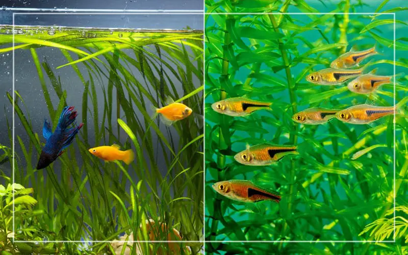 community vs one species fish tank