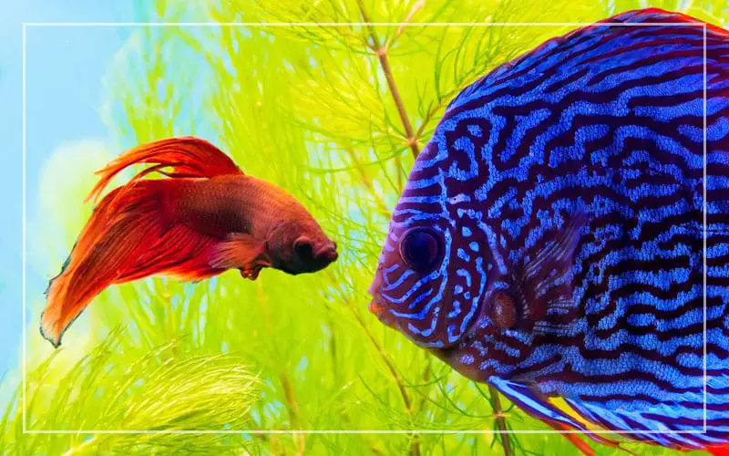 discus fish betta fish live together