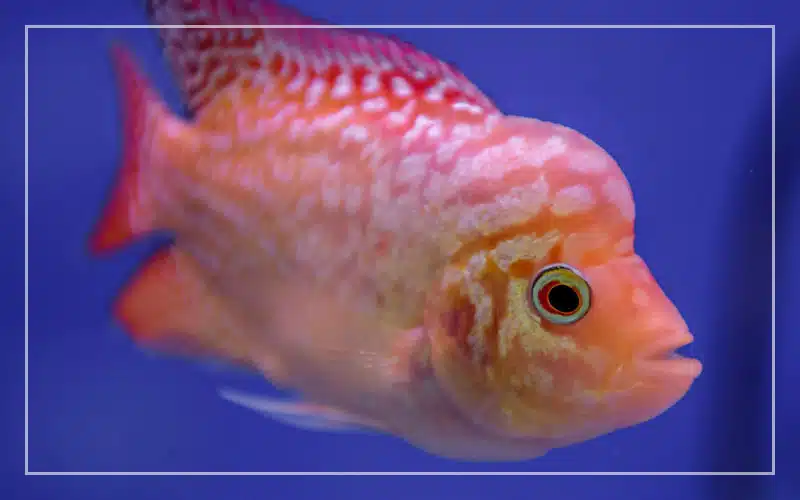 flowerhorn without hump