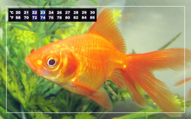 goldfish best temperature