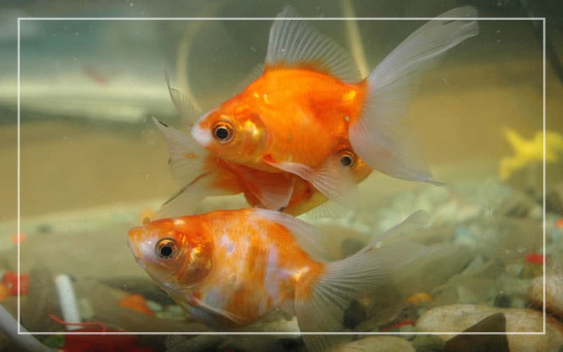 goldfish breeding season