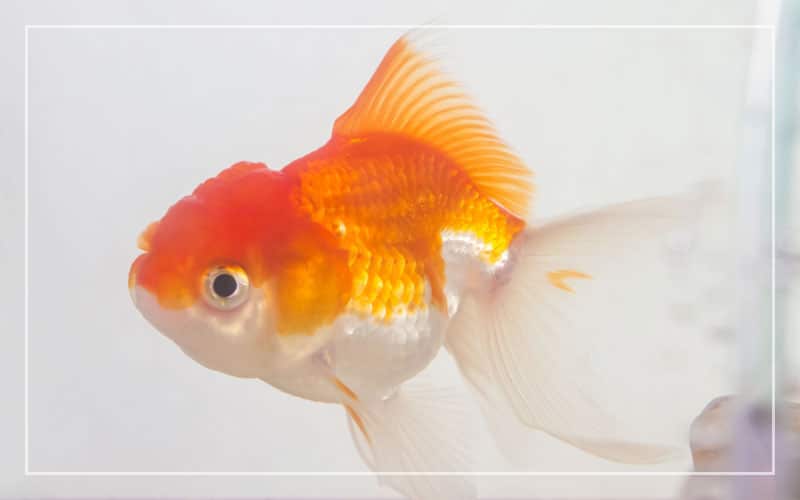 goldfish gestation period