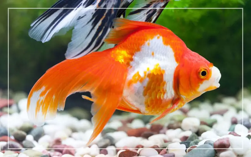 goldfish give birth lay eggs