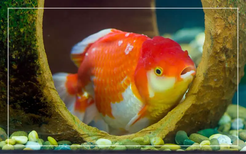 goldfish laying bottom tank