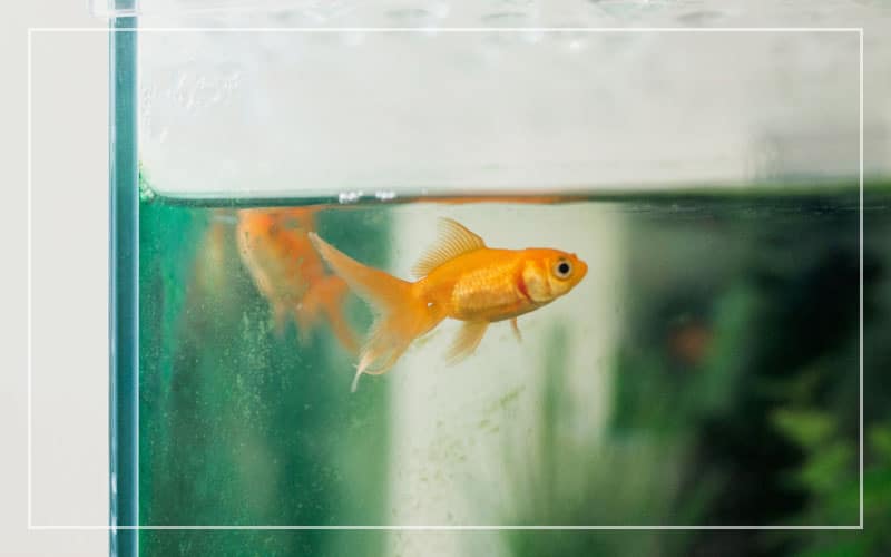 goldfish staying top tank