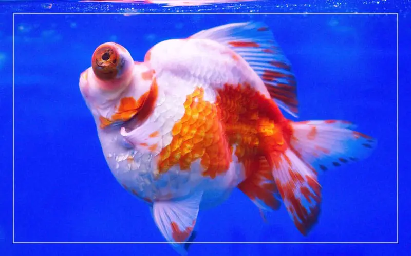 goldfish world records