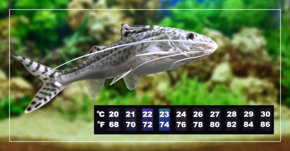 pictus catfish best water temperature
