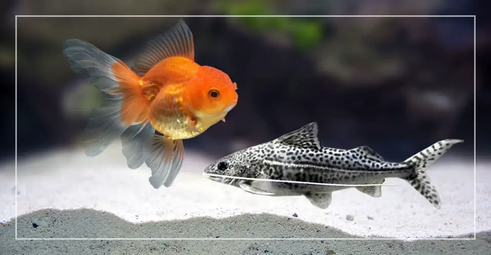 pictus catfish goldfish