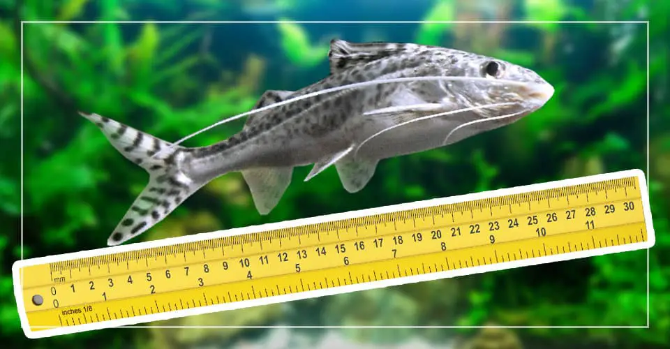 pictus catfish size