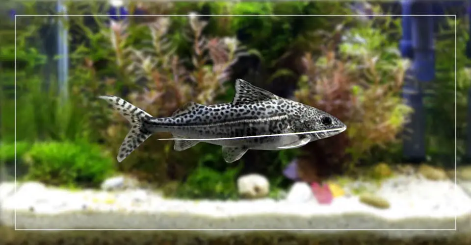pictus catfish tank size