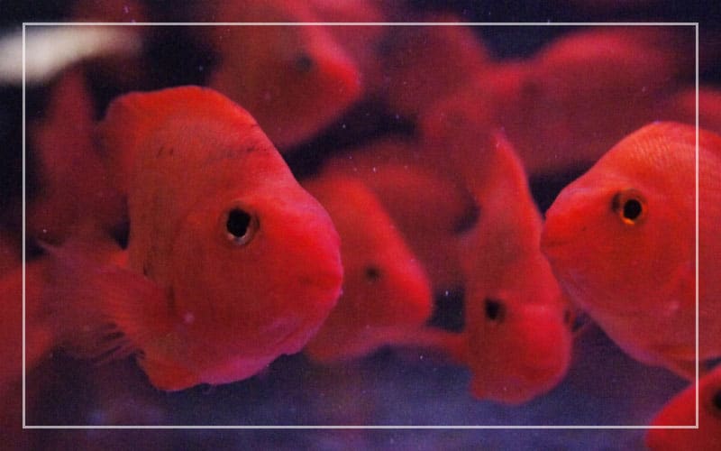 red freshwater aquarium fish