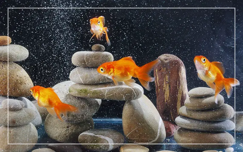 set up goldfish tank