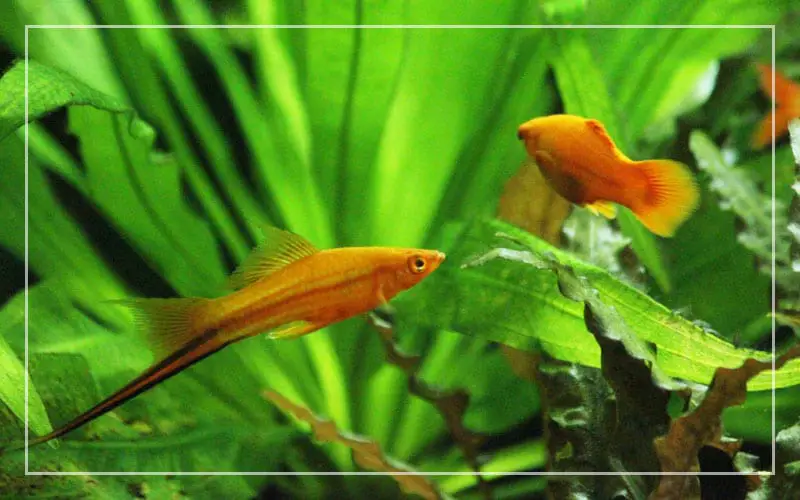 swordtail fish male female