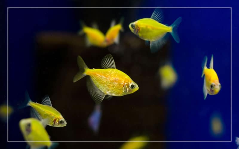 yellow freshwater aquarium fish